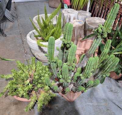 POTTED PLANTS