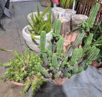 POTTED PLANTS
