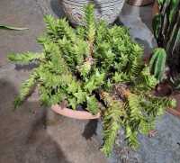 POTTED PLANTS - 2