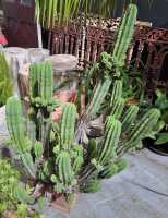 POTTED PLANTS - 3