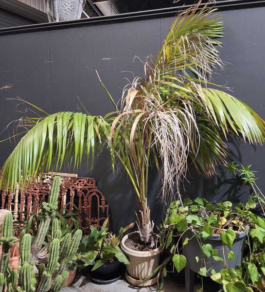 POTTED PALM