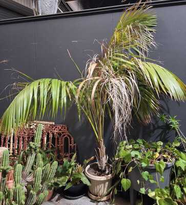 Potted Palm