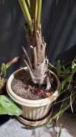 POTTED PALM - 2