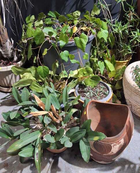 GARDEN LOT