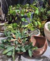 GARDEN LOT