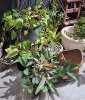 GARDEN LOT - 2
