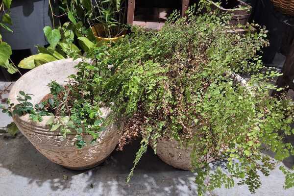 PLANTERS