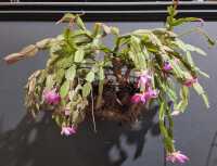 ZYGOCACTUS - 3