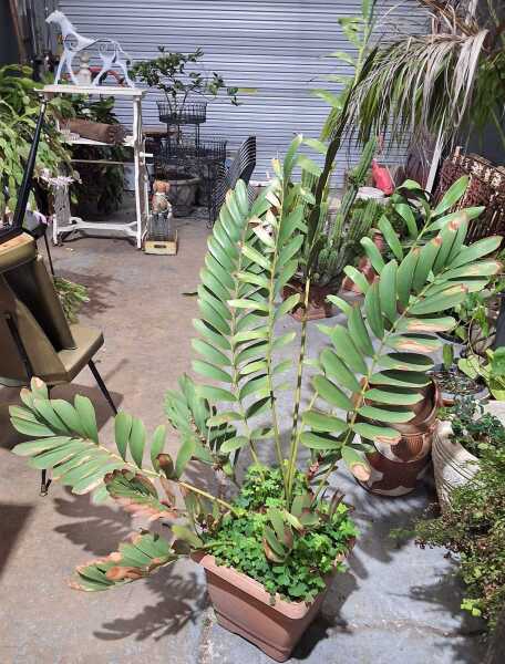 CARDBOARD PALM