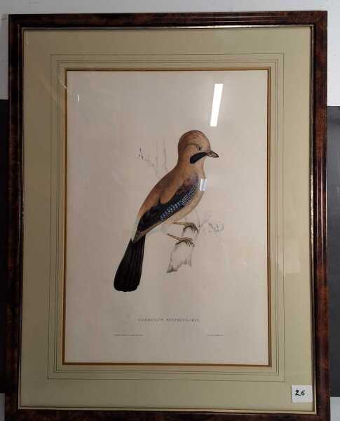JOHN GOULD