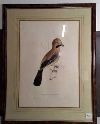 JOHN GOULD