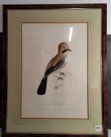 JOHN GOULD
