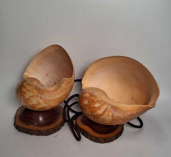 SHELL LAMPS