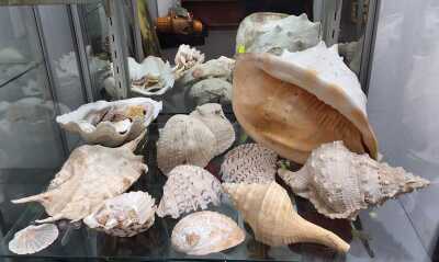 Shells