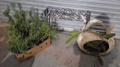 Garden Lot