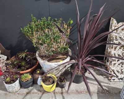 Potted Plants