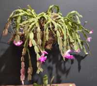 ZYGOCACTUS - 2