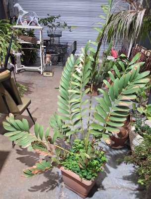 Cardboard Palm