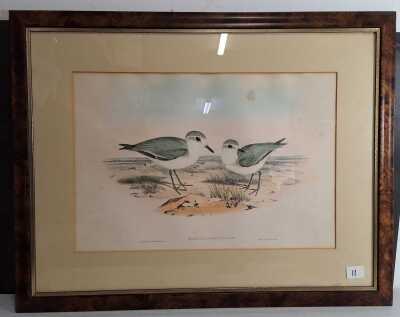 Gould, John & Richter, Henry