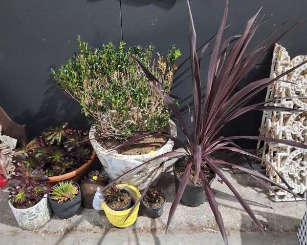 POTTED PLANTS