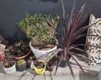 POTTED PLANTS