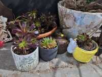 POTTED PLANTS - 2
