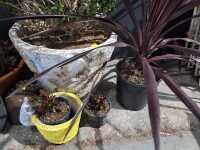 POTTED PLANTS - 3