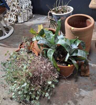 Garden Lot