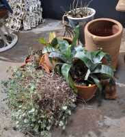 GARDEN LOT