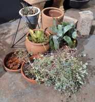 GARDEN LOT - 2