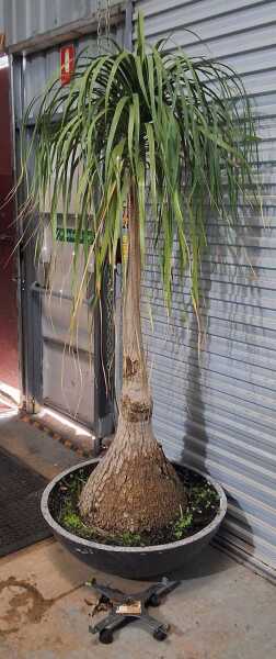 PONYTAIL PALM