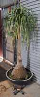 PONYTAIL PALM