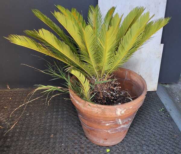 POTTED CYCAD
