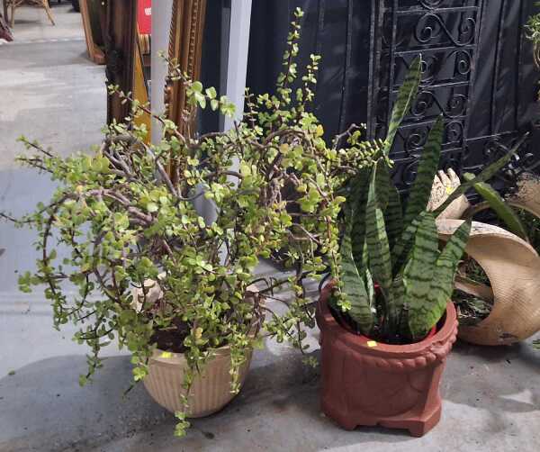 POTTED PLANTS