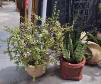 POTTED PLANTS