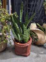POTTED PLANTS - 2