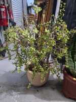 POTTED PLANTS - 3