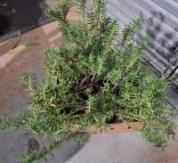 GARDEN LOT - 4