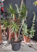 POTTED PLANTS
