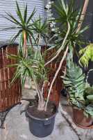 POTTED PLANTS - 3