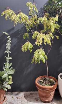 Curry Leaf Tree