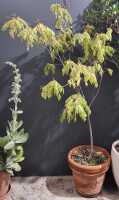 CURRY LEAF TREE