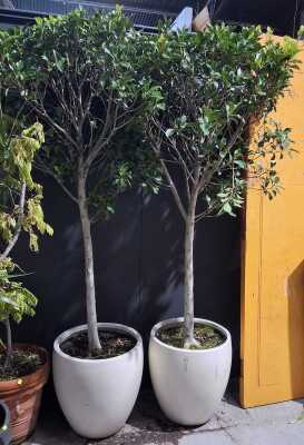 454 · POTTED FICUS TREES