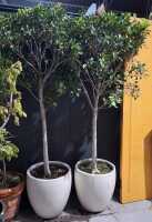 POTTED FICUS TREES