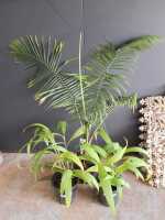 PLANTS