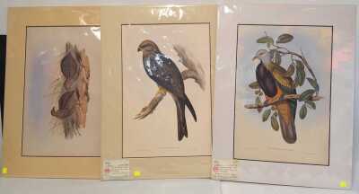 GOULD LITHOGRAPHS