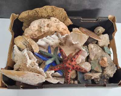 MINERALS & SHELLS