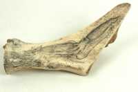 SCRIMSHAW CARVING