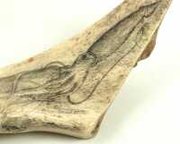 SCRIMSHAW CARVING - 2
