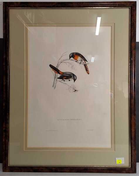 GOULD, JOHN (ELIZABETH)